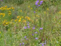 Campanula rotundifolia Stjärneholms borgruin, Skurup, Skåne, Sweden 20150727_0187