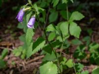 Campanula trachelium Fågelsångsdalen, Lund, Skåne, Sweden 20190712_0119