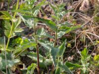 Campanula trachelium Grodreservatet, Norra hamnen, Malmö, Skåne, Sweden 20160529_0230