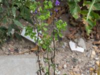 Campanula trachelium Jordhögar S grodreservatet, Norra hamnen, Malmö, Skåne, Sweden 20160729_0120