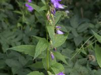 Campanula trachelium Stjärneholms borgruin, Skurup, Skåne, Sweden 20150727_0156