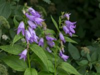 Campanula trachelium Stjärneholms borgruin, Skurup, Skåne, Sweden 20150727_0157