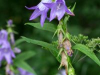 Campanula trachelium Stjärneholms borgruin, Skurup, Skåne, Sweden 20150727_0159