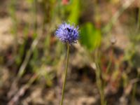 Jasione montana Silvåkratornet, Krankesjön, Malmö, Skåne, Sweden 20120615 147