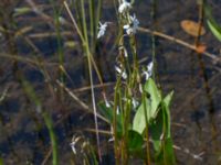 Lobelia dortmanna Sönnerbergen, Onslala, Kungsbacka, Halland, Sweden 20150721_0009