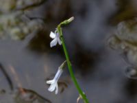 Lobelia dortmanna Svarten, Varberg, Halland, Sweden 20190715_0715