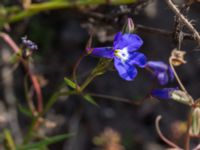 Lobelia erinus Lindängelunds rekreationsområde, Malmö, Skåne, Sweden 20160925_0040