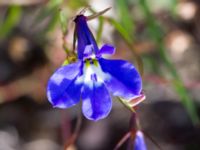 Lobelia erinus Lindängelunds rekreationsområde, Malmö, Skåne, Sweden 20160925_0042