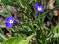 Lobelia erinus Nya begravningsplatsen, Landskrona, Skåne, Sweden 20160711_0165