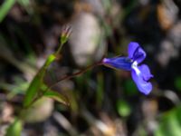 Lobelia erinus Ulricedal, Malmö, Skåne, Sweden 20190705_0044