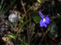 Lobelia erinus Ulricedal, Malmö, Skåne, Sweden 20190705_0046