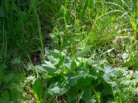 Phyteuma spicatum ssp. spicatum Kummeln, Lyckeby, Karlskrona, Blekinge, Sweden 20170525_0281