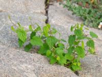 Humulus lupulus Börshuset, Malmö, Skåne, Sweden 20190914_0059