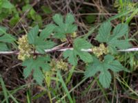 Humulus lupulus Borgeby, Kävlinge, Skåne, Sweden 20150830_0018