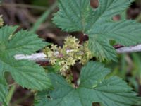 Humulus lupulus Borgeby, Kävlinge, Skåne, Sweden 20150830_0019