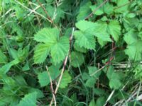 Humulus lupulus Lokstallarna, Malmö, Skåne, Sweden 20160523_IMG_4328