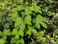 Humulus lupulus Lokstallarna, Malmö, Skåne, Sweden 20160725_0096