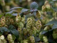 Humulus lupulus Skanörs skola Skanör, Falsterbohalvön, Vellinge, Skåne, Sweden 20151017_0035