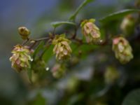 Humulus lupulus Skanörs skola Skanör, Falsterbohalvön, Vellinge, Skåne, Sweden 20151017_0036