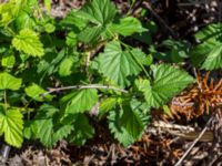 Humulus lupulus Sliparebacken, Lund, Skåne, Sweden 20190623_0112