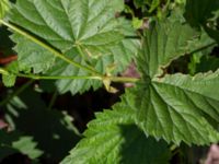 Humulus lupulus Sliparebacken, Lund, Skåne, Sweden 20190623_0113