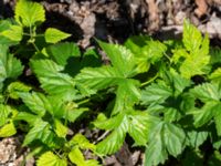 Humulus lupulus Sliparebacken, Lund, Skåne, Sweden 20190623_0114