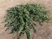 Capparis spinosa var. herbacea Karadag, Koktebel, Crimea, Russia 20150920_0223