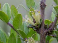 Lonicera pileata Paddreservatet, Norra hamnen, Malmö, Skåne, Sweden 20210607_0064