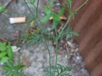 Scabiosa ochroleuca Saluhallen, Malmö, Skåne, Sweden 20240722_0004