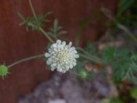 Scabiosa ochroleuca Saluhallen, Malmö, Skåne, Sweden 20240722_0005