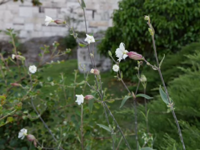 Silene vulgaris Budapest, Hungary 20140505 0078