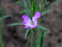 Agrostemma githago Ärtholmsvägen, Malmö, Skåne, Sweden 20180814_0023