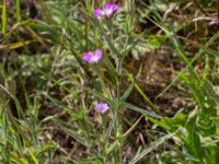 Agrostemma githago Köpingemölla, Ystad, Skåne, Sweden 20160703_0114