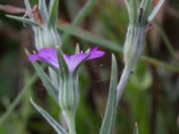 Agrostemma githago Köpingemölla, Ystad, Skåne, Sweden 20160703_0118