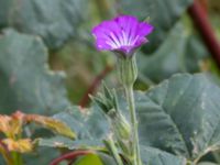 Agrostemma githago Köpingemölla, Ystad, Skåne, Sweden 20160703_0120