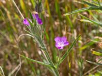 Agrostemma githago Köpingemölla, Ystad, Skåne, Sweden 20160703_0122