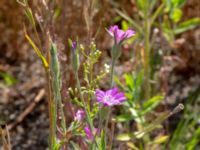 Agrostemma githago Lyckhem, Göteborg, Västergötland, Sweden 20190716_0353