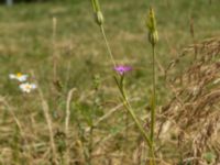 Agrostemma githago ssp. githago Kroksbäcksstigen, Malmö, Skåne, Sweden 20190630_0087