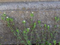 Arenaria serpyllifolia Passage Köpenhamnsstigen-Limhamnsvägen, Malmö, Skåne, Sweden 20230522_0001