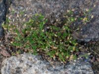 Arenaria serpyllifolia subsp. serpyllifolia Posthusplatsen, Malmö, Skåne, Sweden 20190914_0035