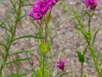 Atocion armeria Ruderatyta Marsgatan, Malmö, Skåne, Sweden 20220615_0051