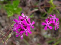 Atocion armeria Ruderatyta Marsgatan, Malmö, Skåne, Sweden 20220615_0052