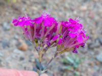 Atocion armeria Utfyllnadsområde 1,1 km N Östra Broby kyrka, Broby, Östra Göinge, Skåne, Sweden 20180727_0126