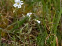 Cerastium arvense Borrebacke, Malmö, Skåne, Sweden 20150530_0015