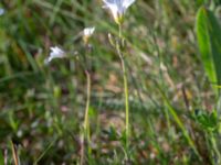 Cerastium arvense Borrebacke, Malmö, Skåne, Sweden 20190511_0013