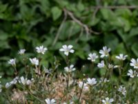 Cerastium arvense Hörja kyrka, Hässleholm, Skåne, Sweden 20190504_0185