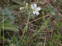 Cerastium arvense Hilleshögs dalar, Landskrona, Skåne, Sweden 20160514_0036