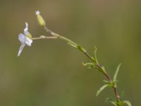 Cerastium arvense Limhamns kalkbrott, Malmö, Skåne, Sweden 20150623_0029