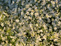 Cerastium arvense Södra infarten, Färjestaden, Mörbylånga, Öland, Sweden 20170526_0218