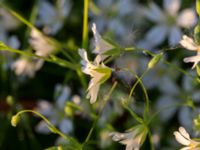 Cerastium arvense Södra infarten, Färjestaden, Mörbylånga, Öland, Sweden 20170526_0219